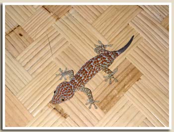 gecko